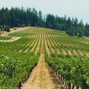 Beringer Vineyards Private Reserve Cabernet Sauvignon Napa Valley